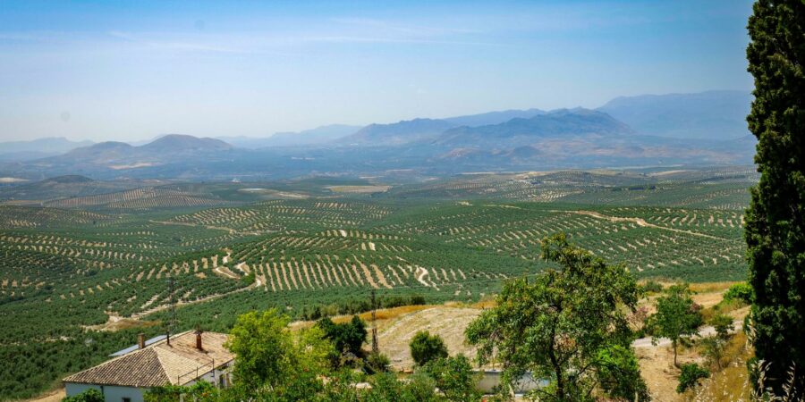 Oliveraies d’Ubeda Reportage de La porte des mondes (LPDM Production - Angers) en Andalousie - Ubeda