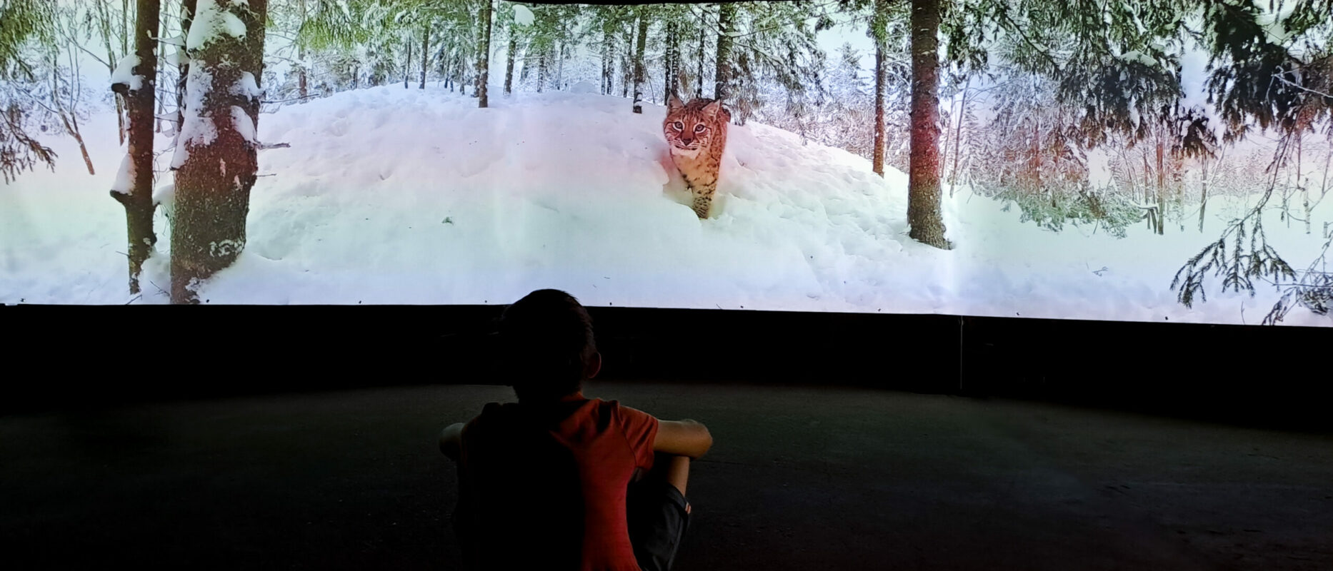 Animation Hiver HR exposition immersive en partenariat avec Wild immersion