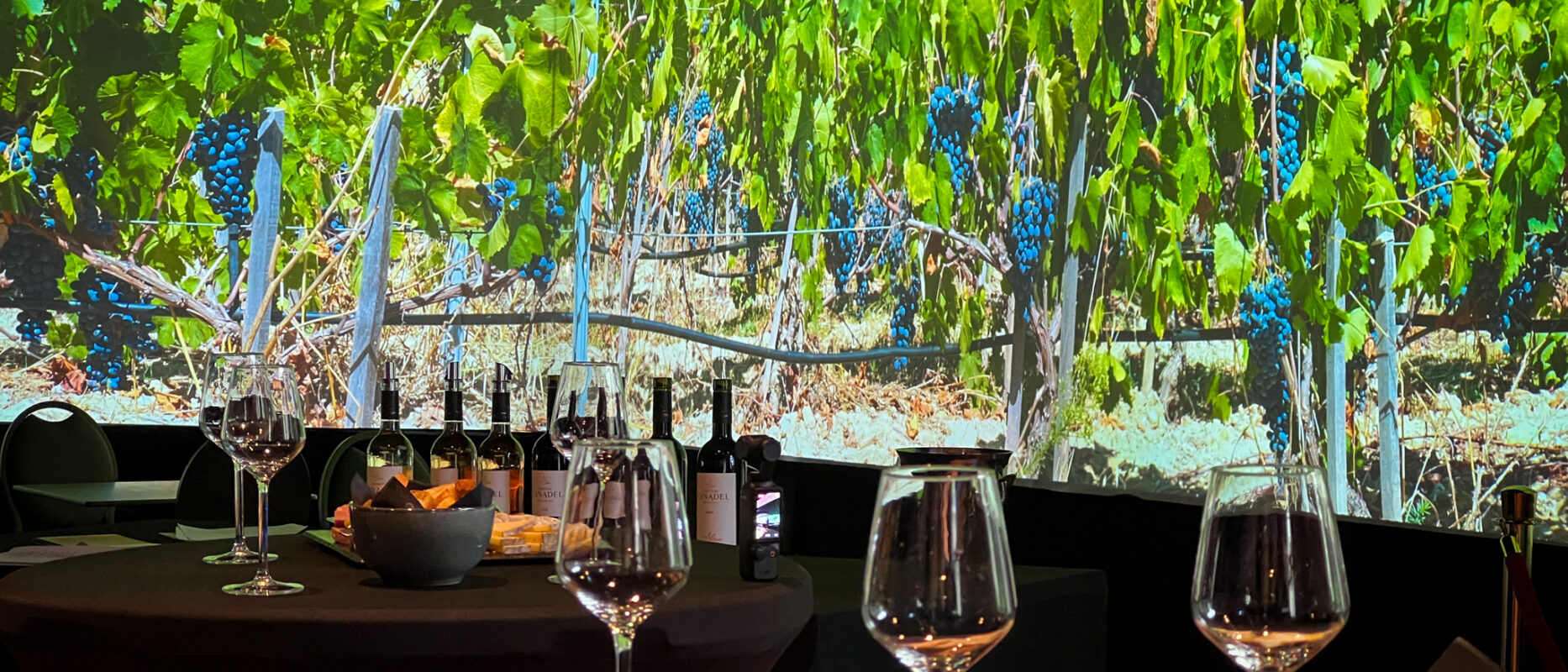 Dégustation de vin immersive