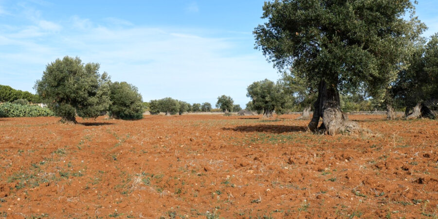 Monopoli - Oliviers -Video